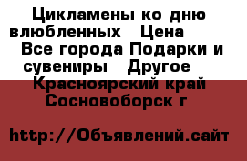 Цикламены ко дню влюбленных › Цена ­ 180 - Все города Подарки и сувениры » Другое   . Красноярский край,Сосновоборск г.